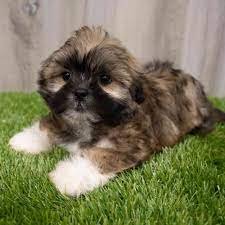 Order Female Lhasa Apso Puppy from  India